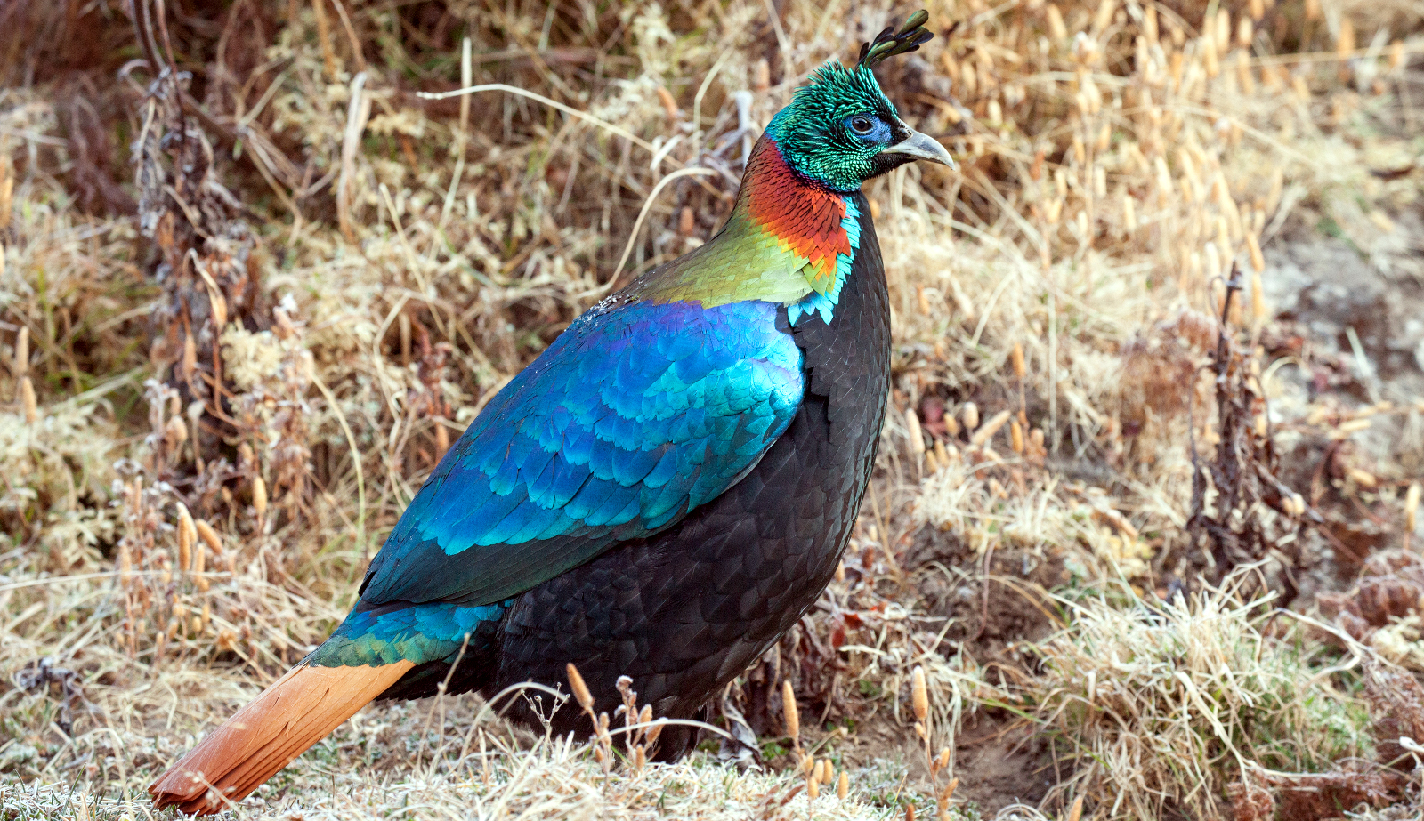 Bhutan Bird Watching Tour