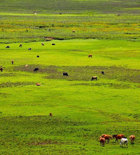 Phobjikha Valley